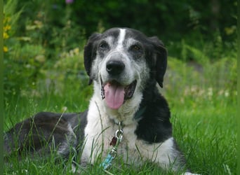 ♥LADI♥ am 13.7. bei "Tiere suchen ein Zuhause"-lieber, unkomplizierter und dankbarer Schmusebär 63cm