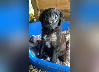 Rani -DRINGEND Zuhause oder Pflegestelle gesucht - Tief unter der Erde...