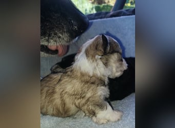 Maltipoo in zauberhaften Farben