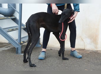 Sirius  Black - ein Stern sucht sein Glück