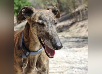 ARTISTA-Charakterstarker Galgo mit Herz und Haltung