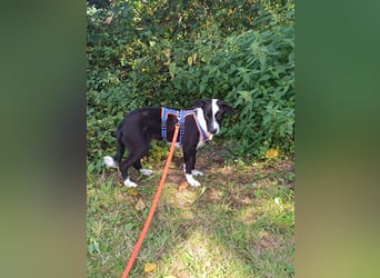 Dumbo sucht Familienanschluss