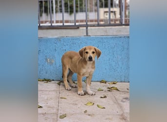  Flopsy – Kleines Herz auf der Suche nach seinem großen Glück 