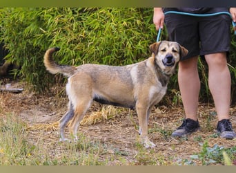 Mya, Mix Schäferhund / Rafeiro Alentejano, lieb und sozial