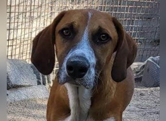 Bracken-Mix ♥Sky♥ lieb + abenteuerlustig