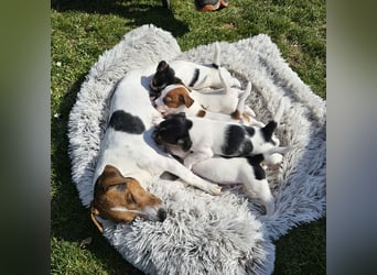 5 wunderschöne Jack Russel Terrier Welpen