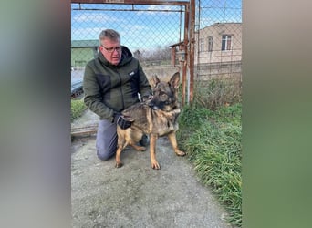 Masik  sucht Schäferhund Liebhaber