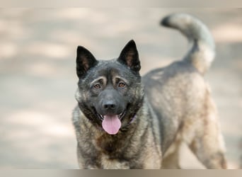 Aquila, der perfekte Hund mit besonderen Bedürfnissen sucht eine Familie