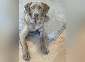 Labrador 11 Monate in erfahrene Hände