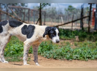 Coco - Pointer-mix sucht liebevolles Zuhause