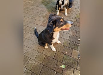 Balou AustralianSheperd/Border Collie MIx