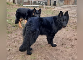 Altdeutsche Schäferhund Hündin