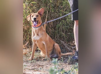 Badou, Mix Labrador / Schäferhund, lieb und sozial