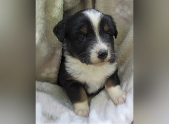 Mini Aussie Welpen Miniatur Australian Shepherd Welpen Welpe