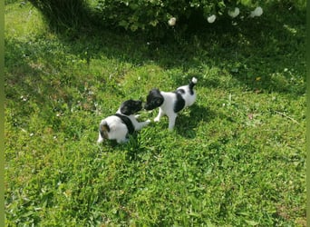 Foxterrier 