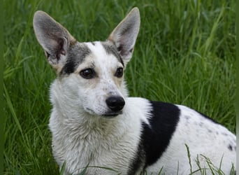 Mara und Max suchen ein Zuhause
