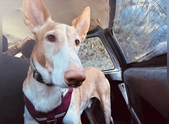 Toby (Spanien) – sanfter Podenco auf der Suche nach einem neuen Anfang