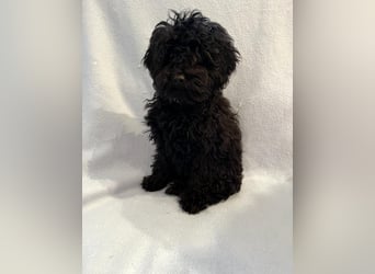 Wunderschöne Mini/Medium Goldendoodle Hündin in schwarz-braun zu verkaufen 6 Monate alt max.38cm