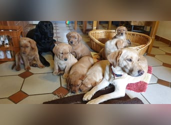 Labrador Welpen Hündinnen / Rüde in Fox- red - USA Line