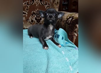 Reinrassige Chihuahua Welpen, Papiere, verkaufen