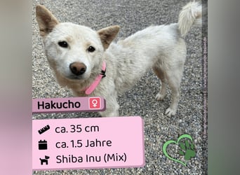 Hakucho
