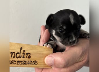 Chihuahua Welpen ab 22.08 abzugeben