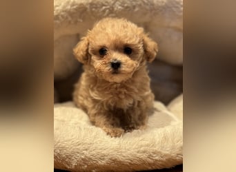 Sehr gesunde Maltipoo welpen in abricot und créme farben.