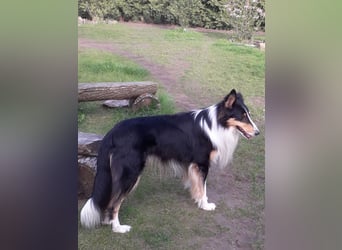 Colliewelpen - Urtyp - mittellanges Haar - abgabebereit