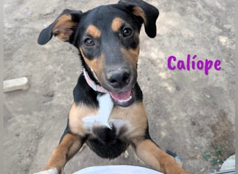 Calíope geb. 01/2025 (ESP) - fröhliche, sympathische und treue Junghündin!