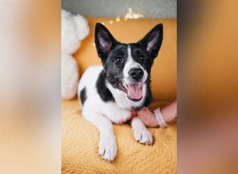 Die kleine Heidi sucht ein Zuhause