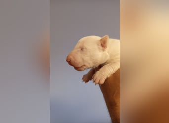 Miniatur Bullterrrier Welpe Rüde
