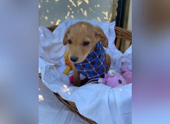 Zsebi LM - Zuhause gesucht – Neun kleine Hundekinder auf großer Mission