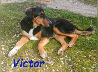 Victor geb. 07/2023 (GRC Pflegestelle) - wunderschöner und menschenbezogener Junghund!