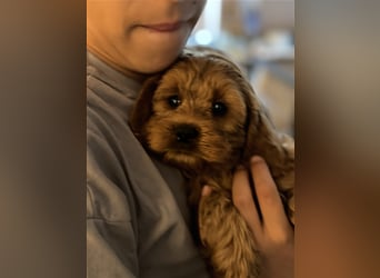 Cockapoo. F1 American Wurfankündigung Mai 2025