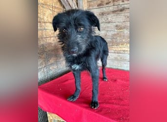 Luna, Schnauzer-Mix, Hündin, geb. 09.04.2024, ca. 40 cm, 8,6 kg