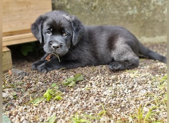 Edle Labrador Welpen mit Ahnentafel, Nachkommen von Champions