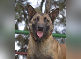 Shari - wunderschöne, aktive, freundliche Malinois-Hündin