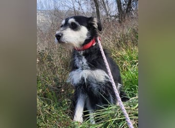 Schnauzer-Mix ♥Milo♥ ein aktiver, absoluter Herzens-Hund