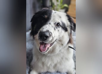 Oslo (ca. 2 Jahre) – großer Hund sucht neuen Platz (41749 Viersen)