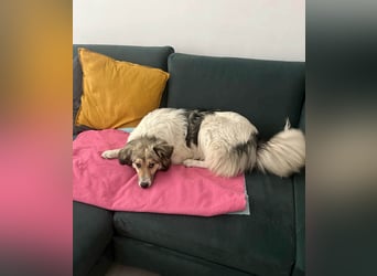 Süße Melindi sucht ihr eigenes Körbchen