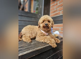 2 Zauberhafte Cockapoo Welpen Rüden  mit Ahnentafel