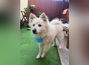 Mishka SR – sanfter Schneebär sucht ruhiges Zuhause
