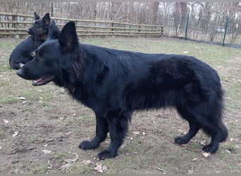 Altdeutsche Schäferhund Hündin