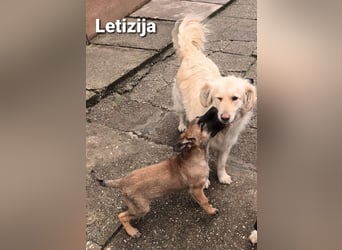Letizija - Malinois Mix sucht passende Erziehungsberechtigte