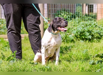 Pepa  - Englischer Pointer, lieb und verträglich