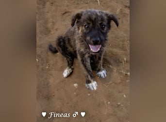 Fiona und Fineas suchen ab Anfang August ein Zuhause