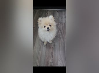 Pomeranian Spitz