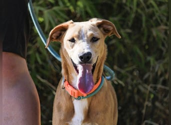 Bonyo, Mix Labrador / Podengo, lieb und sozial