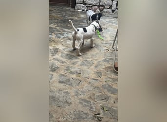Beagle Mischlingswelpe GEORGY (Dezember 2024) sucht eine eigene Familie