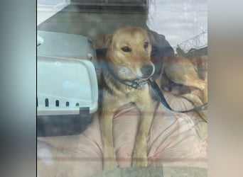 Hundemama Letty sucht ein Zuhause